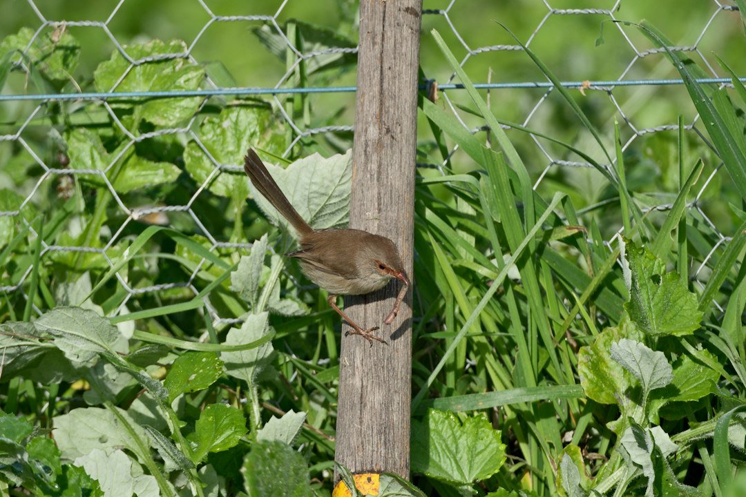 Beyond the Basics: Identifying Birds by Their Tails