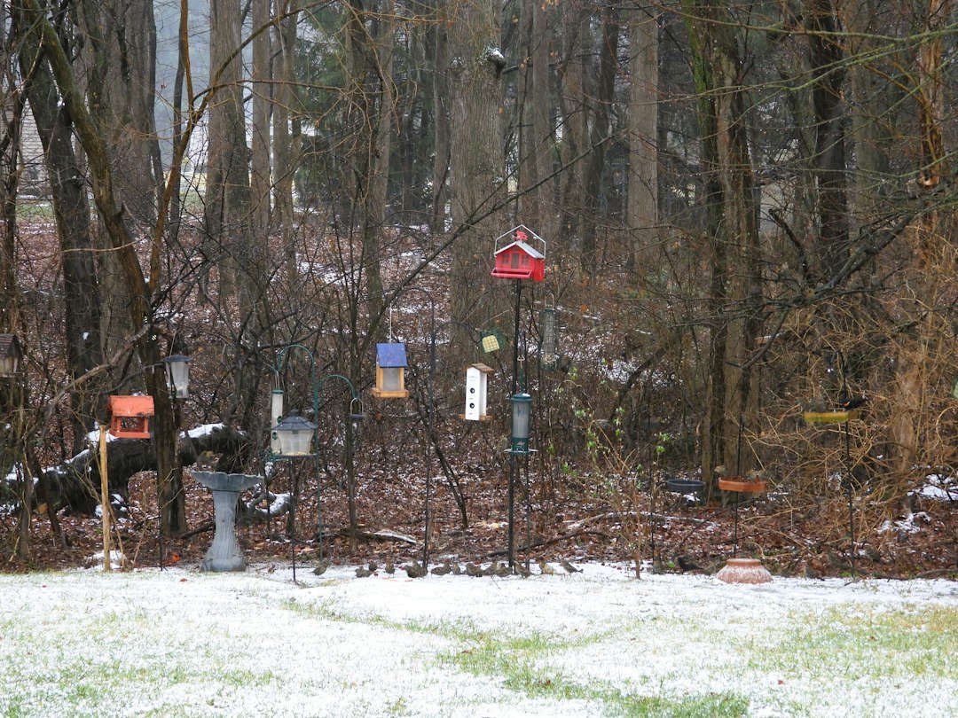 The Best Birdseed for Every Backyard Bird: A Comprehensive Guide