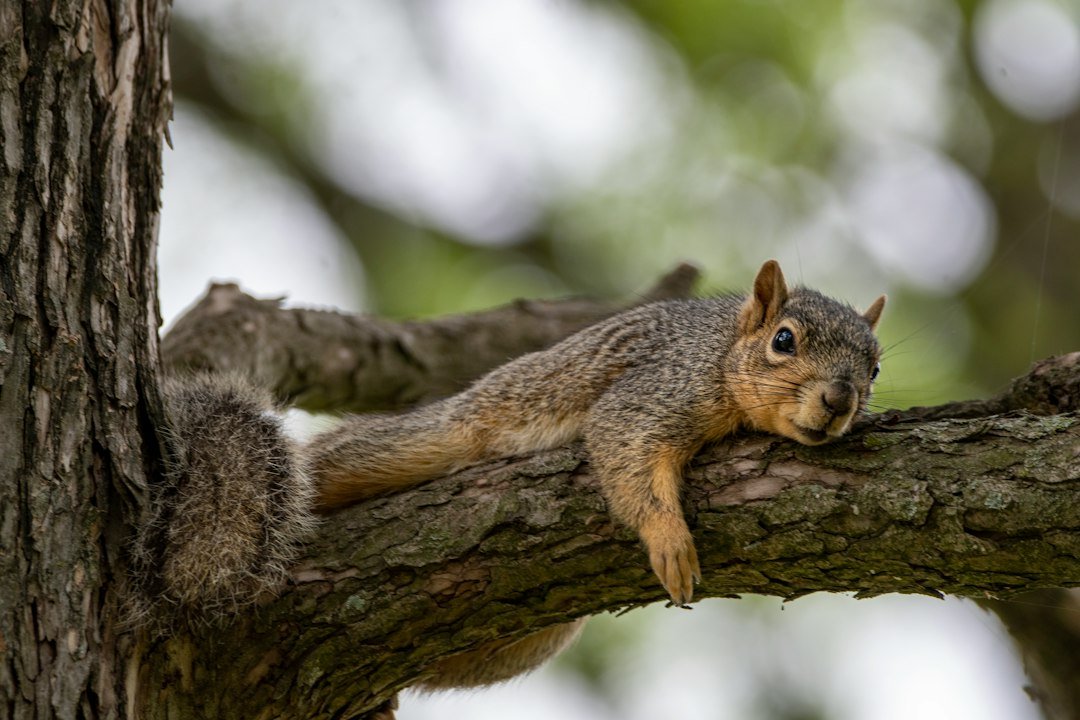 The Ultimate Guide to Squirrel-Proofing Your Bird Feeders (Without the Fuss)