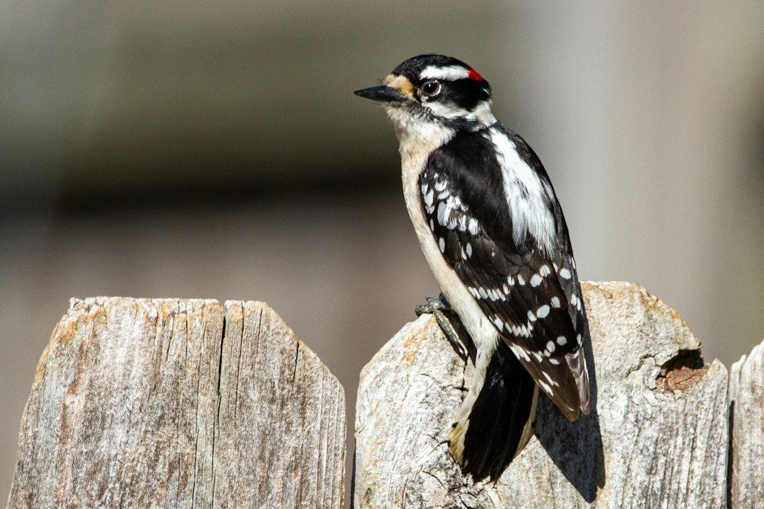 Winter's Palette: Top 5 Birds to Spot in Your Backyard This Season