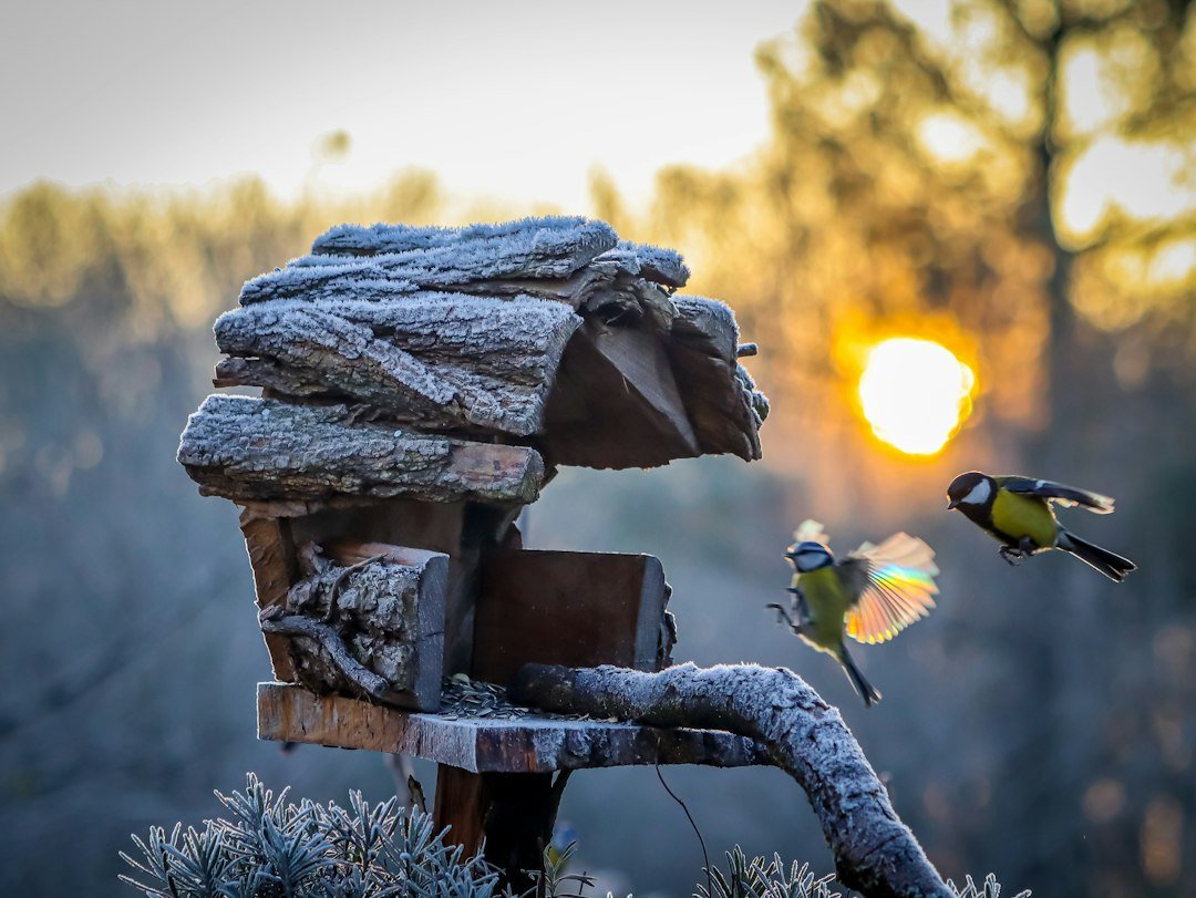 The Joy of the Early Bird: Why Dawn is the Best Time for Birdwatching