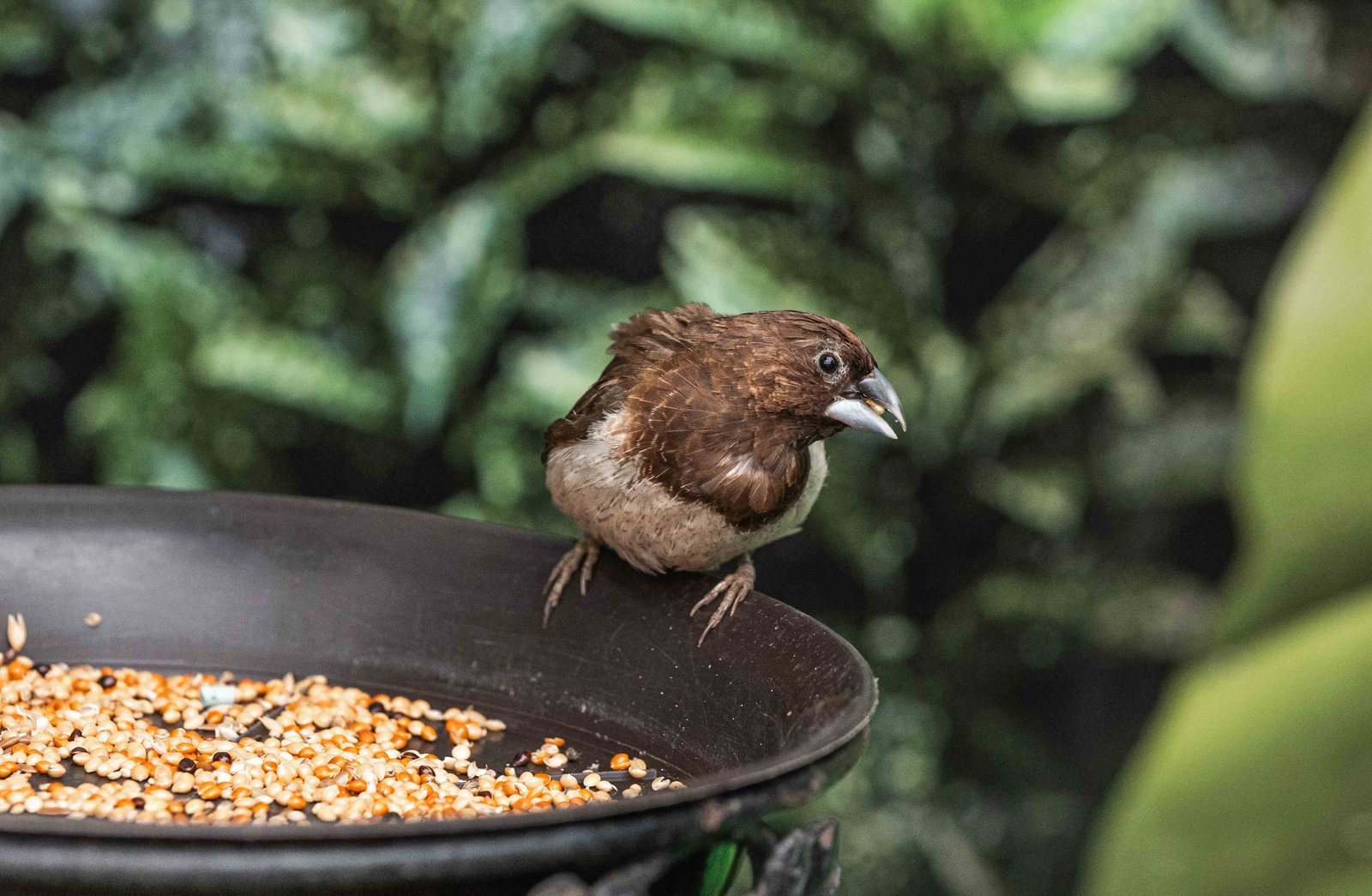 The Essential Guide to Cleaning Bird Feeders: Keeping Your Feathered Friends Healthy