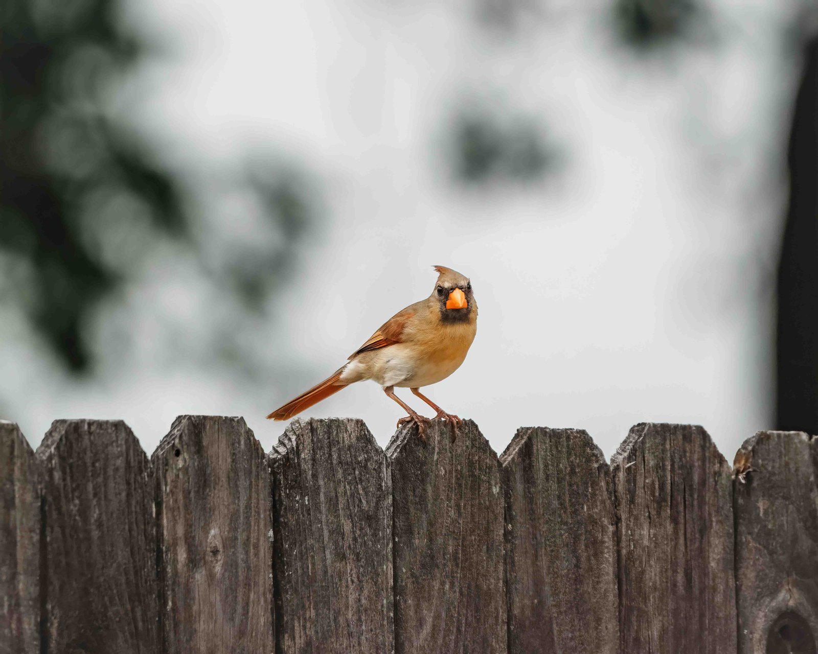 Bird Identification for Beginners: Key Features to Look For