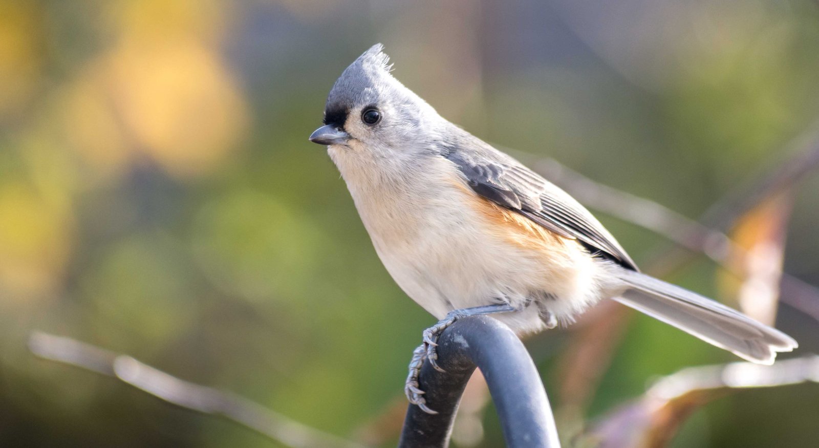 Spring Migration Feeders: What to Offer Migratory Birds