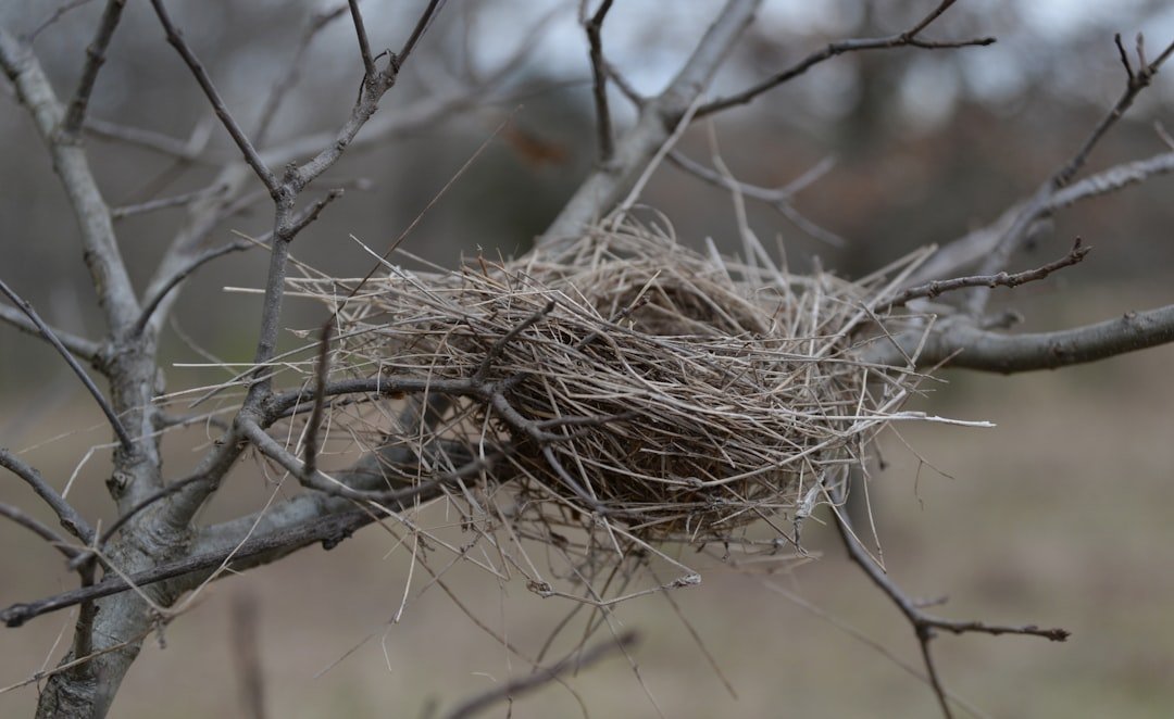 Bird Nests in Your Backyard: Observing and Supporting Breeding Birds Safely
