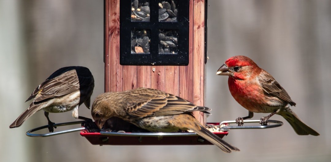 Beginning Bird Identification: Essential Tips for New Backyard Birders
