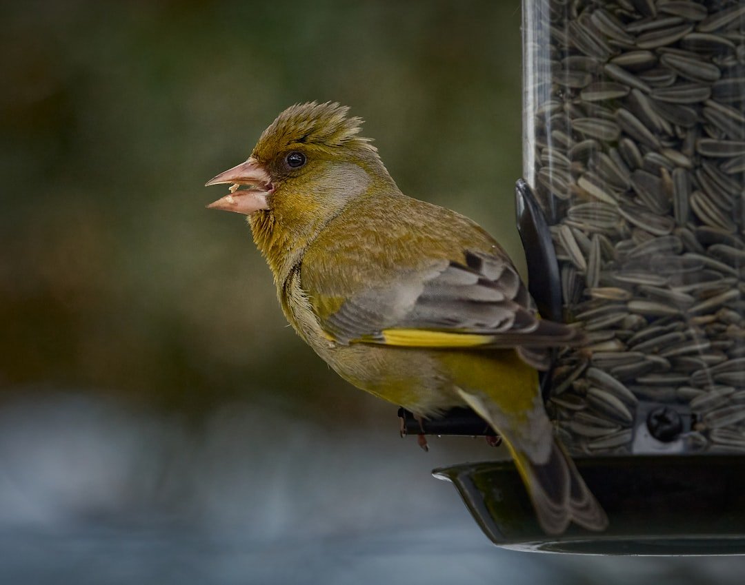 How to Attract Finches to Your Backyard