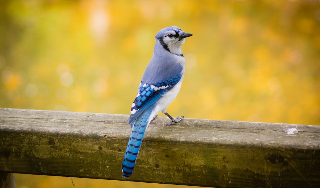 Meet the Brilliant Blue Jay: Identifying and Appreciating This Backyard Favorite