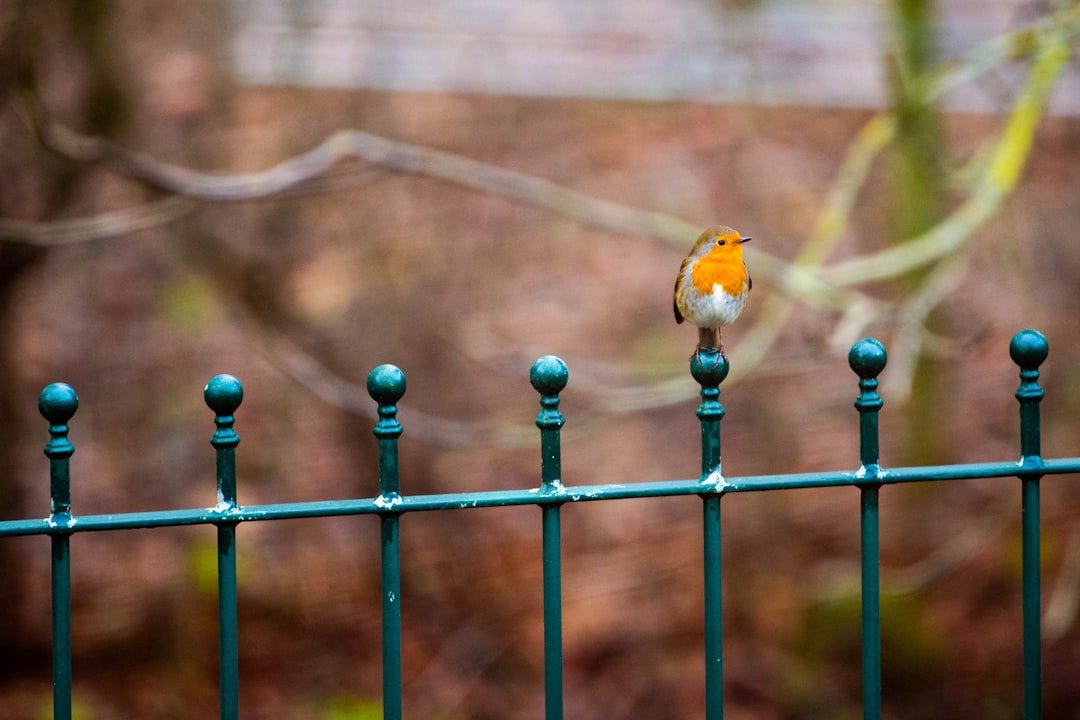 Creating a Bird-Friendly Garden: Native Plants That Attract Feathered Visitors