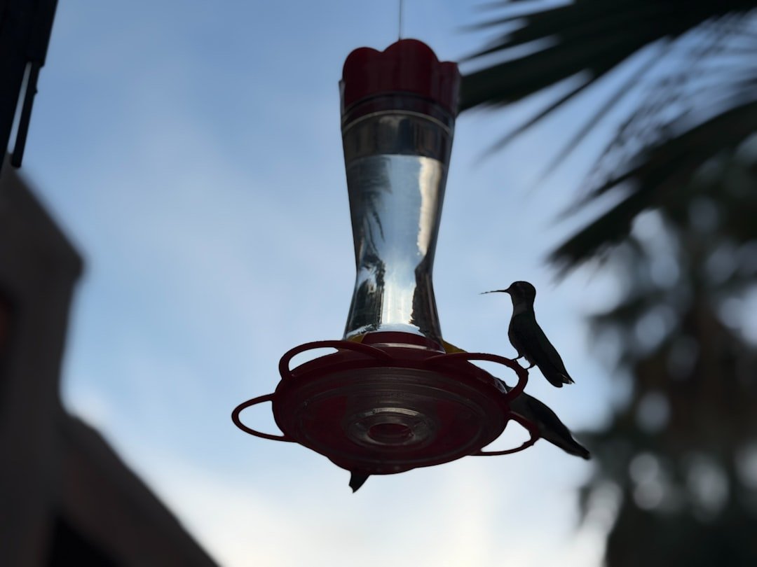 Beginner's Guide to Attracting Backyard Birds: Essential Tips for New Birders
