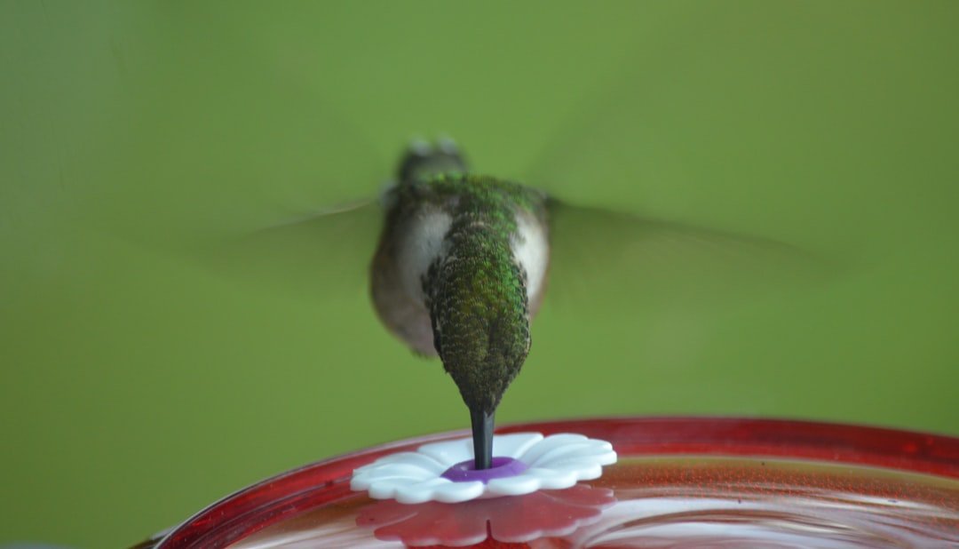 Hummingbird Nectar Recipe and Feeder Tips: Attracting and Caring for Tiny Jewels