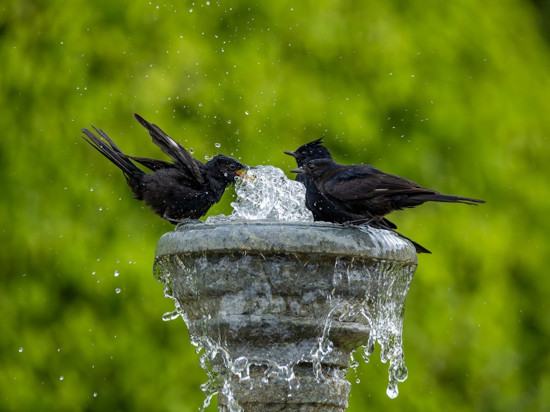 Summer Birding: Providing Water and Shelter During Warmer Months