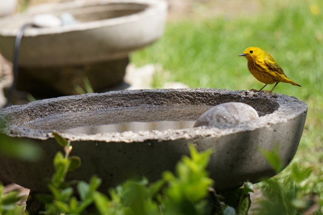 The Essential Bird Bath: Why Water is as Important as Food for Backyard Birds