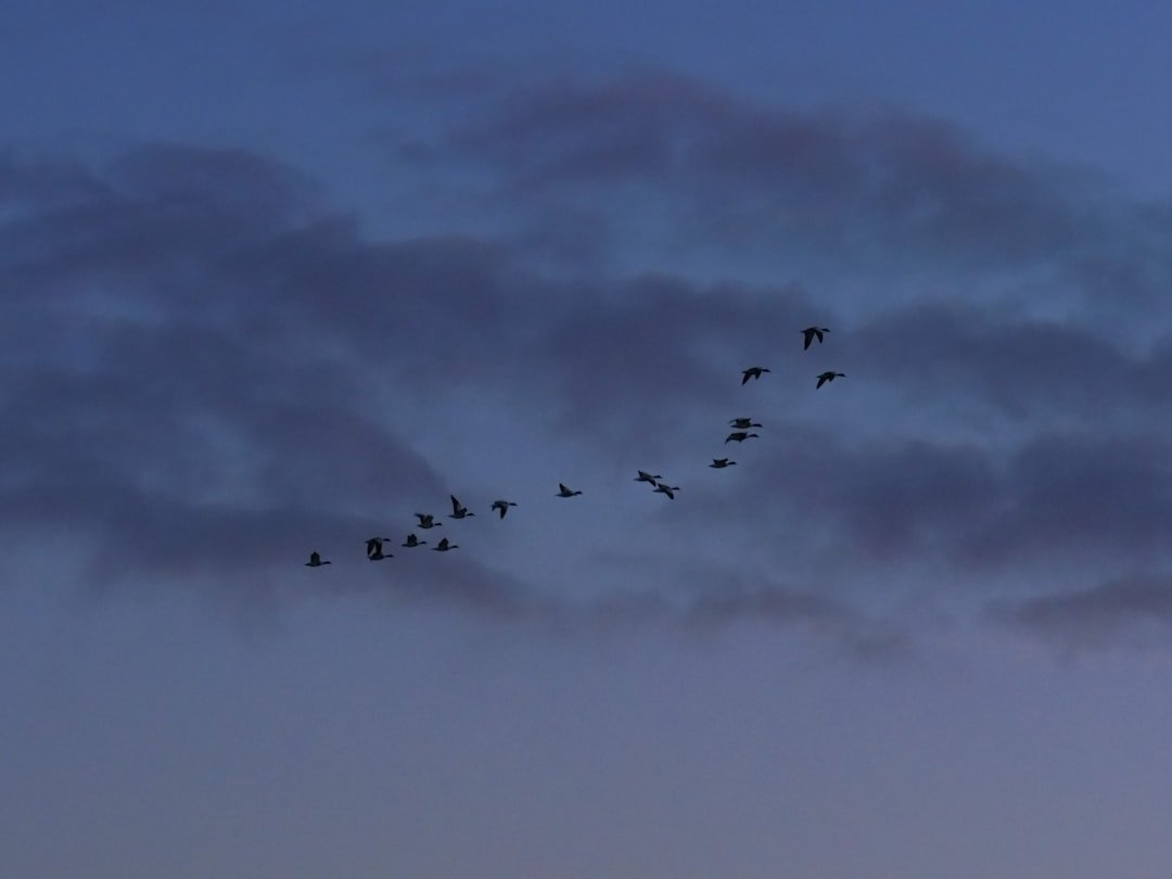 The Surprising Science of Bird Migration: What Your Backyard Can Reveal