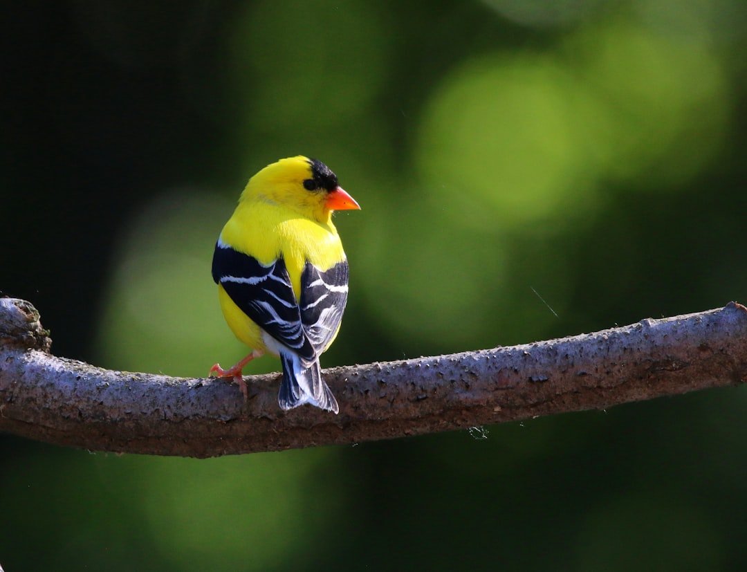 How to Attract Finches to Your Backyard