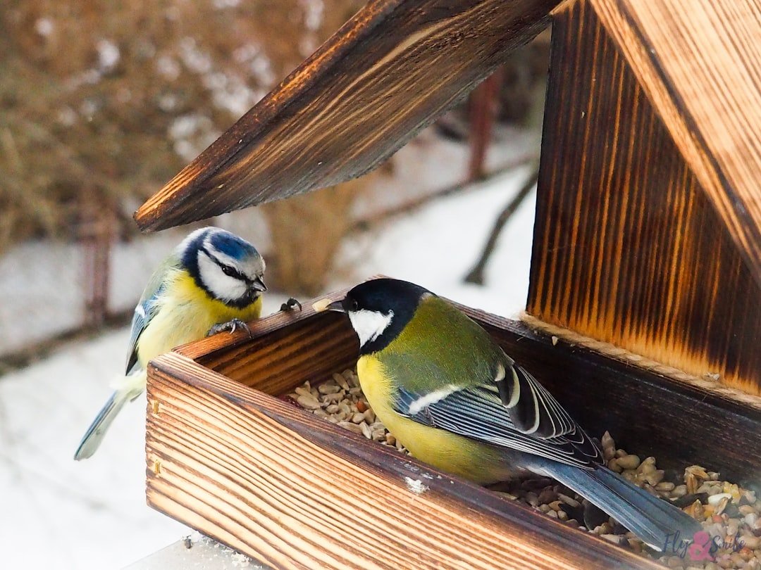 Strategic Feeder Placement: Where to Put Your Bird Feeders for Optimal Bird Activity and Safety