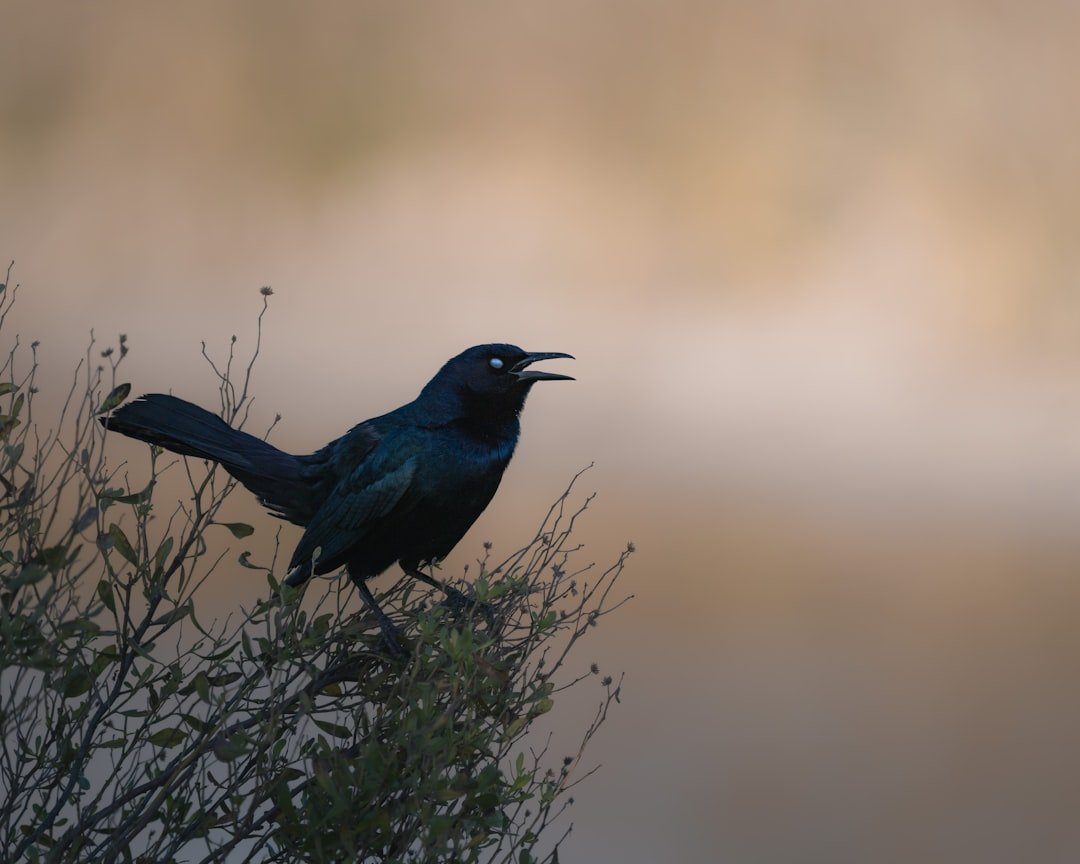 Identifying Backyard Birds by Their Song: A Beginner's Guide