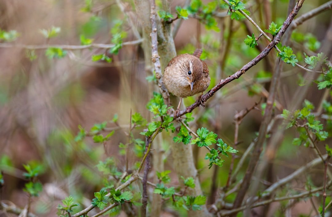 Attracting Wrens to Your Backyard: A Guide to Their Favorite Habitats and Foods