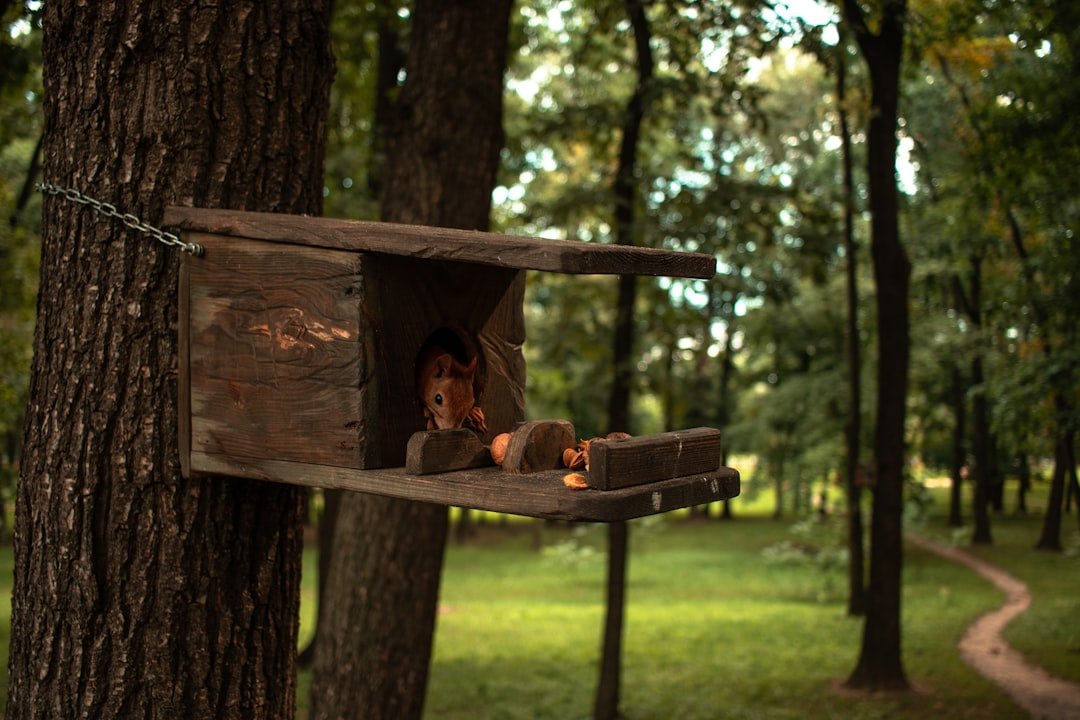 DIY Bird Feeder Projects for Kids: Fun and Educational Summer Activities