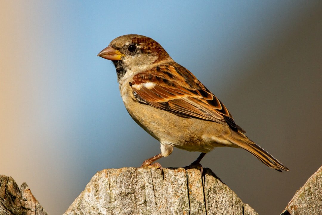 Identifying Common Backyard Sparrows: A Visual Guide for New Birders