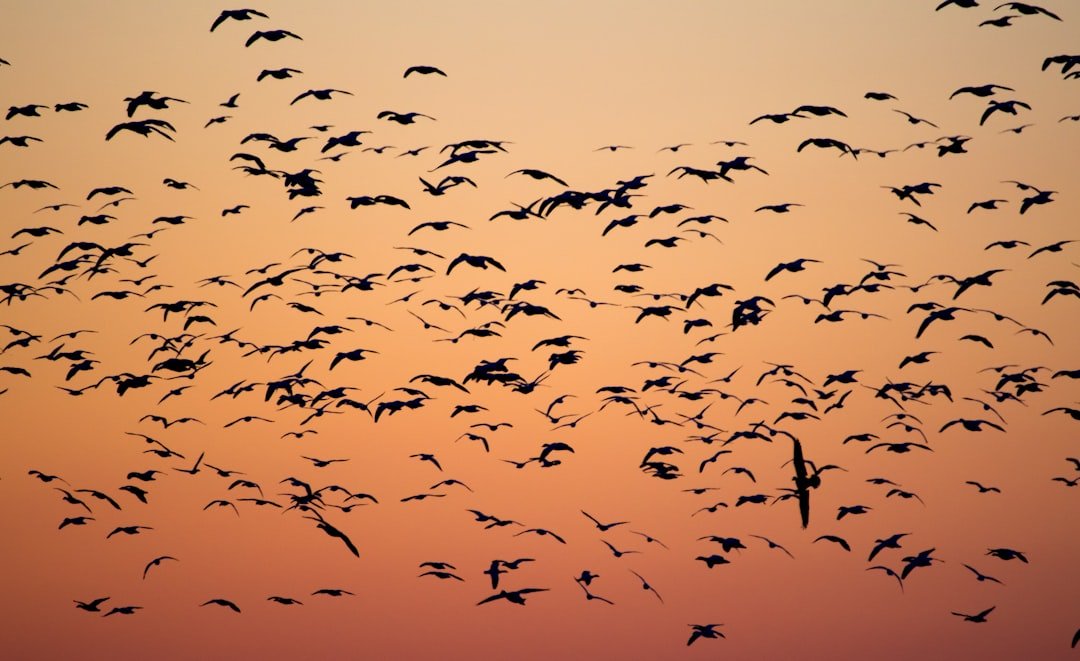Preparing Your Feeders for Fall Migration: Fueling Feathered Travelers