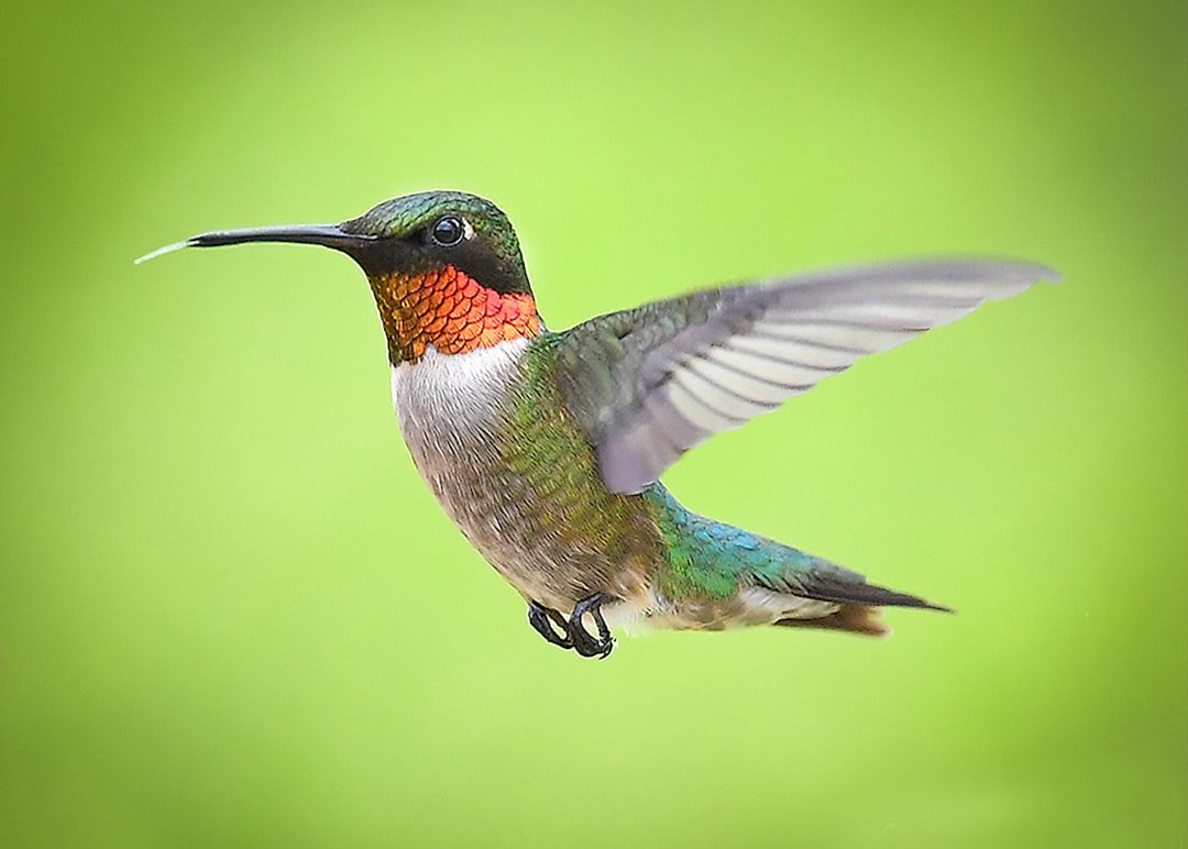 The Secret Life of a Hummingbird Feeder: Beyond the Nectar
