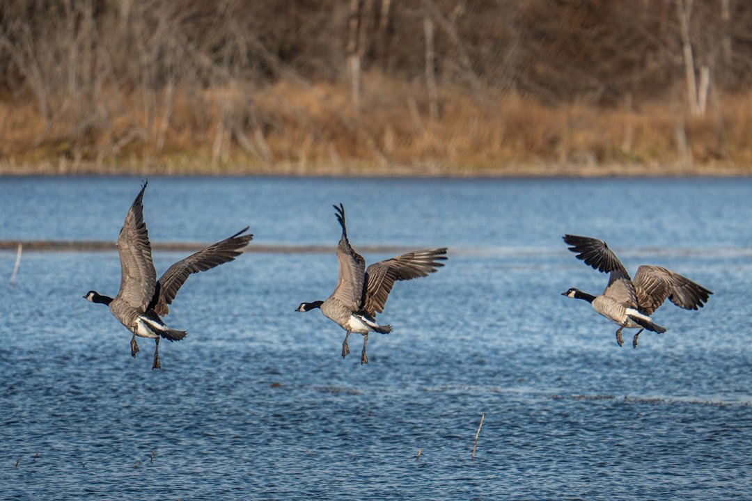 Fall Migration Prep: Fueling Feathered Travelers