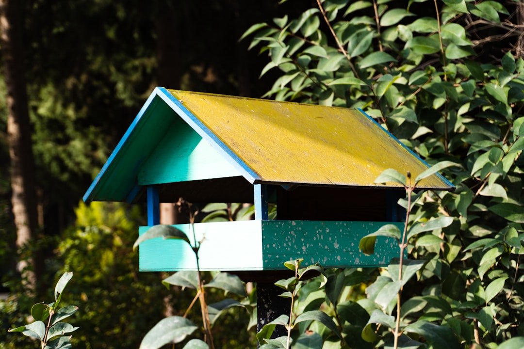 The Colorful Palette of Summer Birds: Attracting Avian Artists to Your Yard