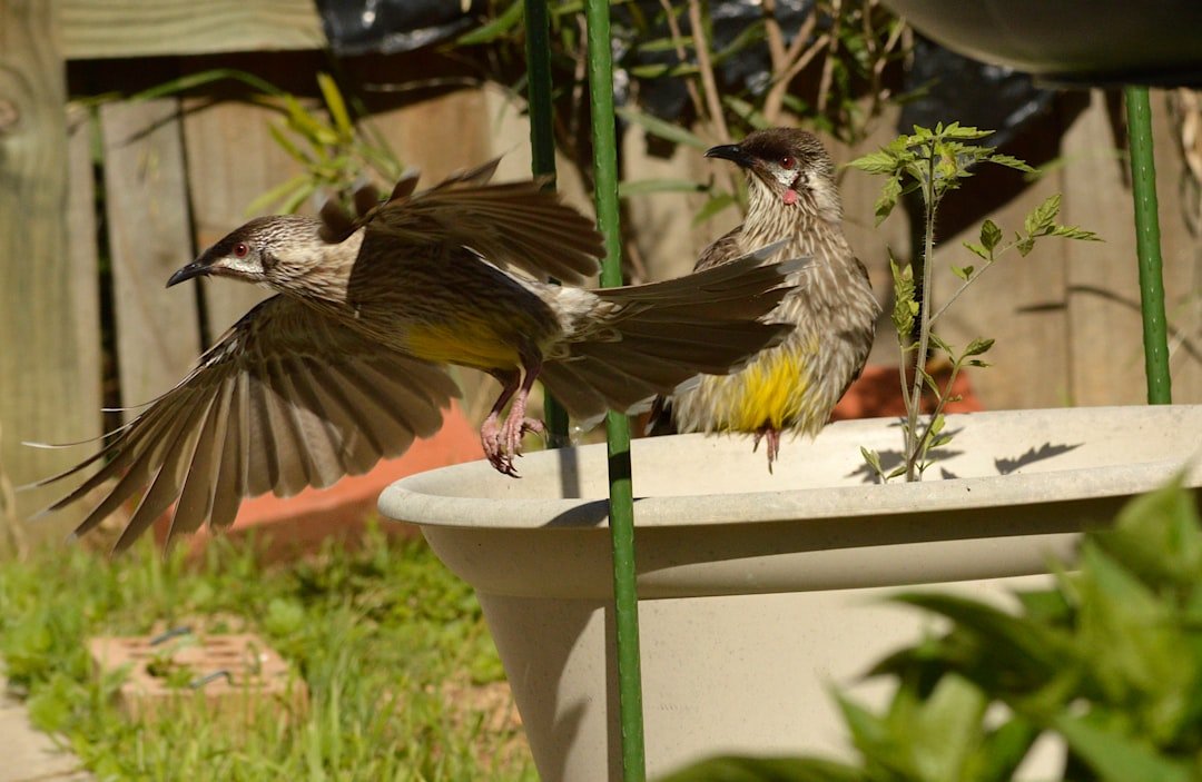 Beyond the Seed: Creating a Multi-Sensory Habitat for Backyard Birds