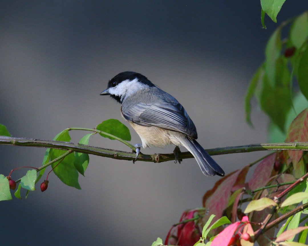 Spotlight on the Chickadee: Your Cheerful Backyard Companion