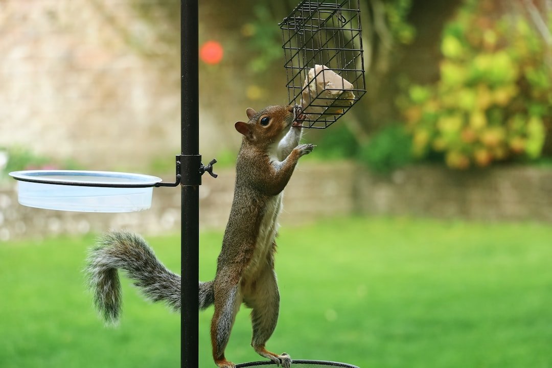 How to Keep Squirrels and Other Pests Away From Your Bird Feeders