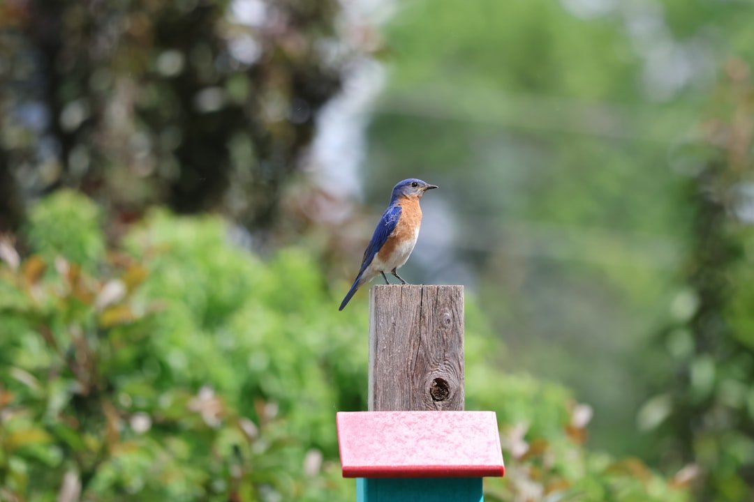 Attracting Bluebirds to Your Backyard: A Comprehensive Guide