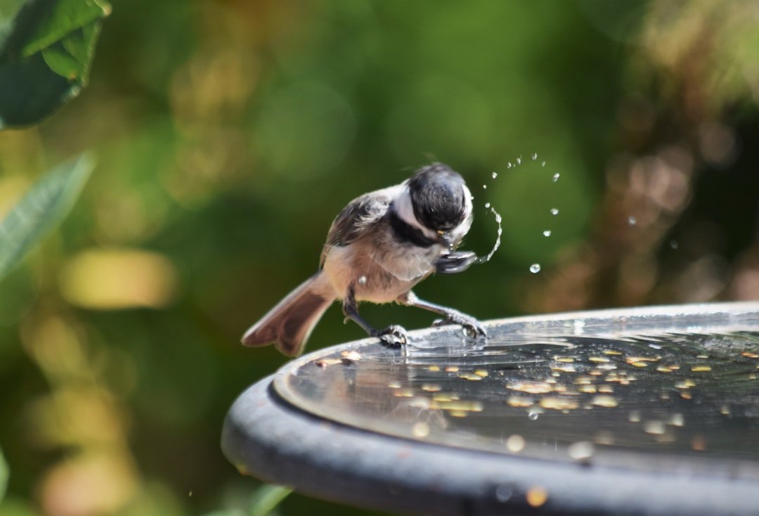 Summer Garden Birds: What to Expect and How to Support Them