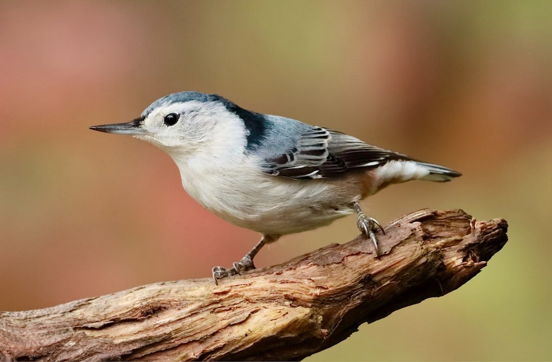 The Joy of Bird Photography: Capturing Feathered Friends