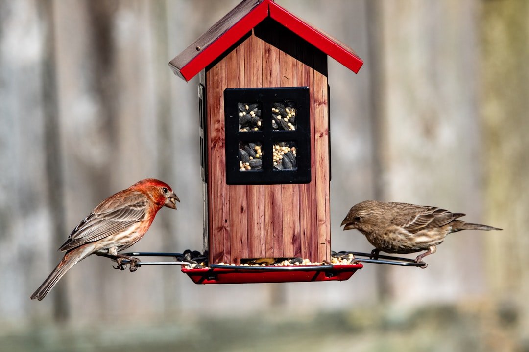 Keeping Feeders Clean: Essential Hygiene for Healthy Birds