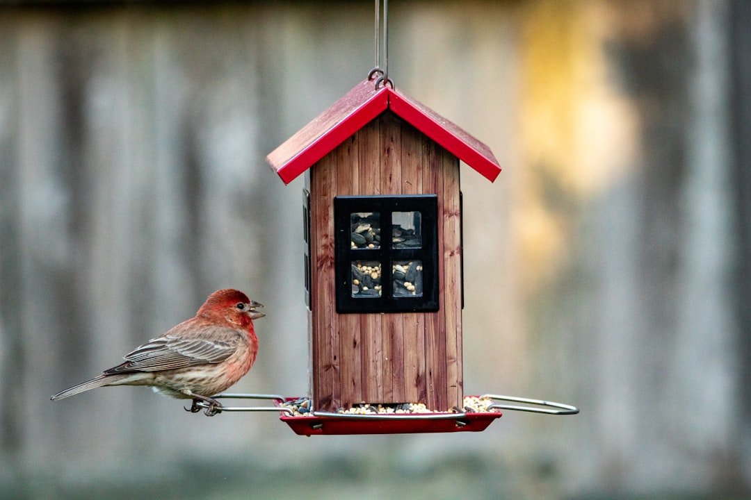 Summer Seed Savvy: Choosing the Best Food for Hot Weather Birding