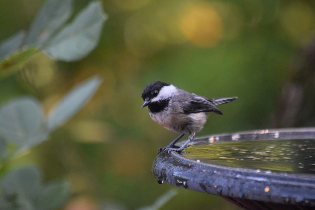 Why Bird Baths are Essential Year-Round, Even in Summer