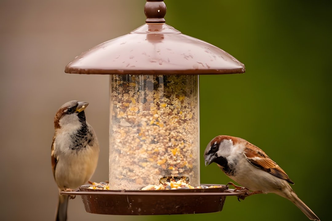The Ultimate Guide to Choosing the Right Bird Feeder for Your Yard