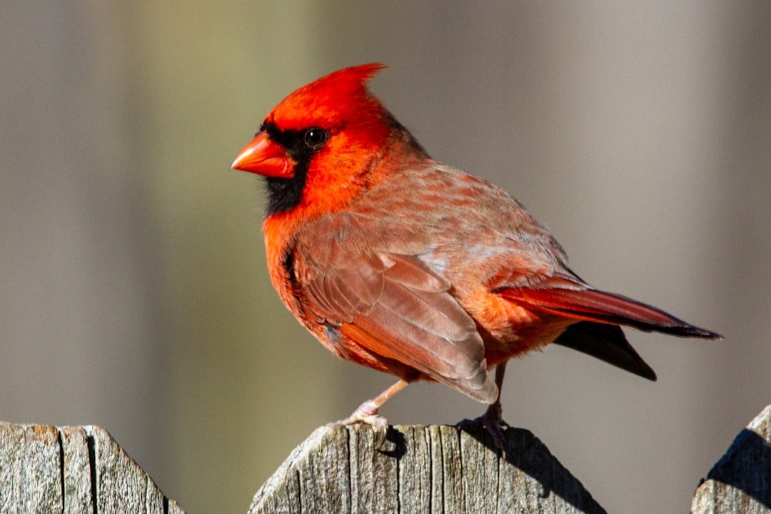 Spotlight on the Northern Cardinal: Attracting These Fiery Friends
