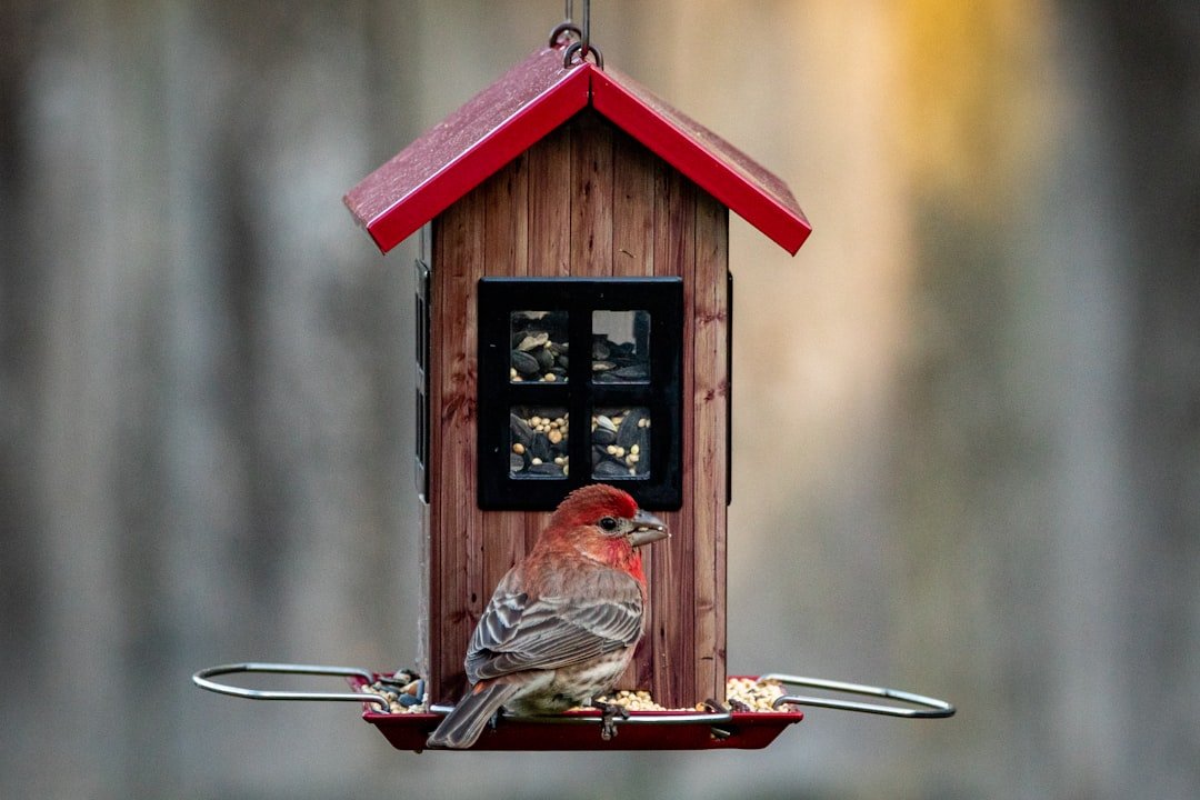Seasonal Birding in July: What to Expect and How to Prepare
