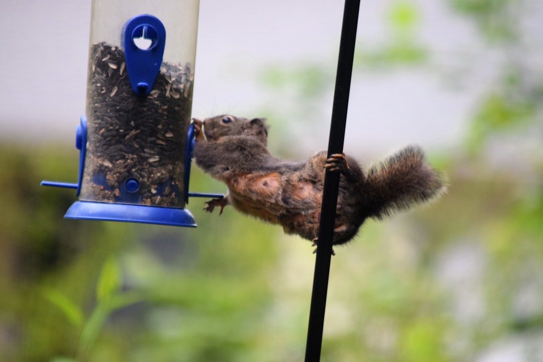 Troubleshooting Your Bird Feeder: Common Issues and How to Fix Them