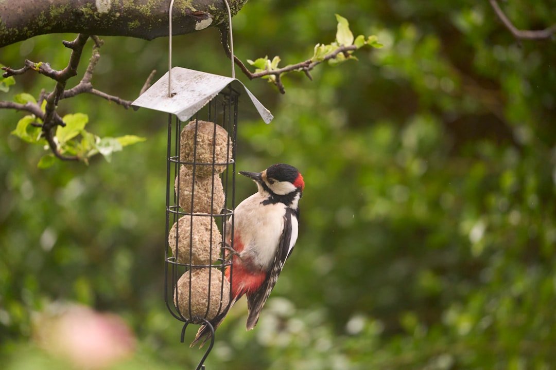 Beyond the Seed: Exploring Suet for Backyard Birds