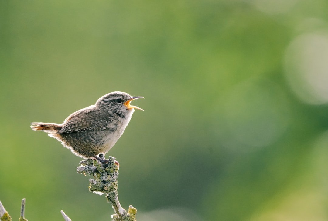 Understanding Birdsong: What Different Calls Mean