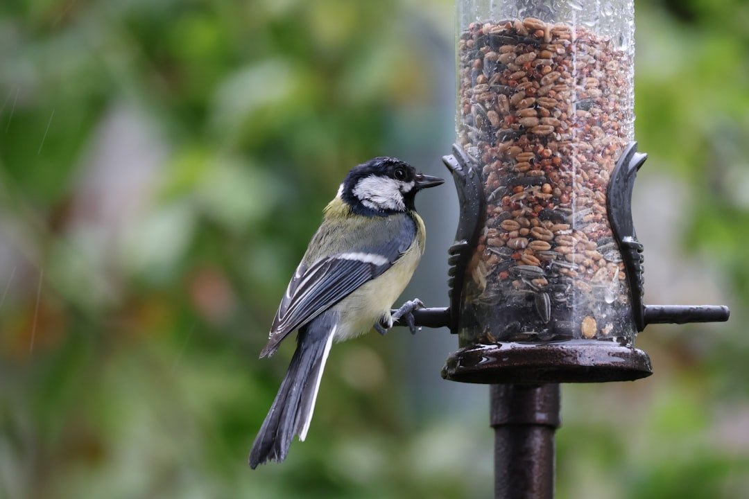Native Plants: A Bird's Best Friend Year-Round