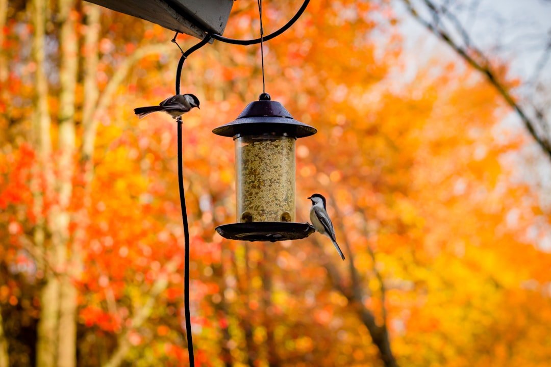 Decoding Your Bird Feeder Camera: What Your BirdReel Smart Feeder Sees