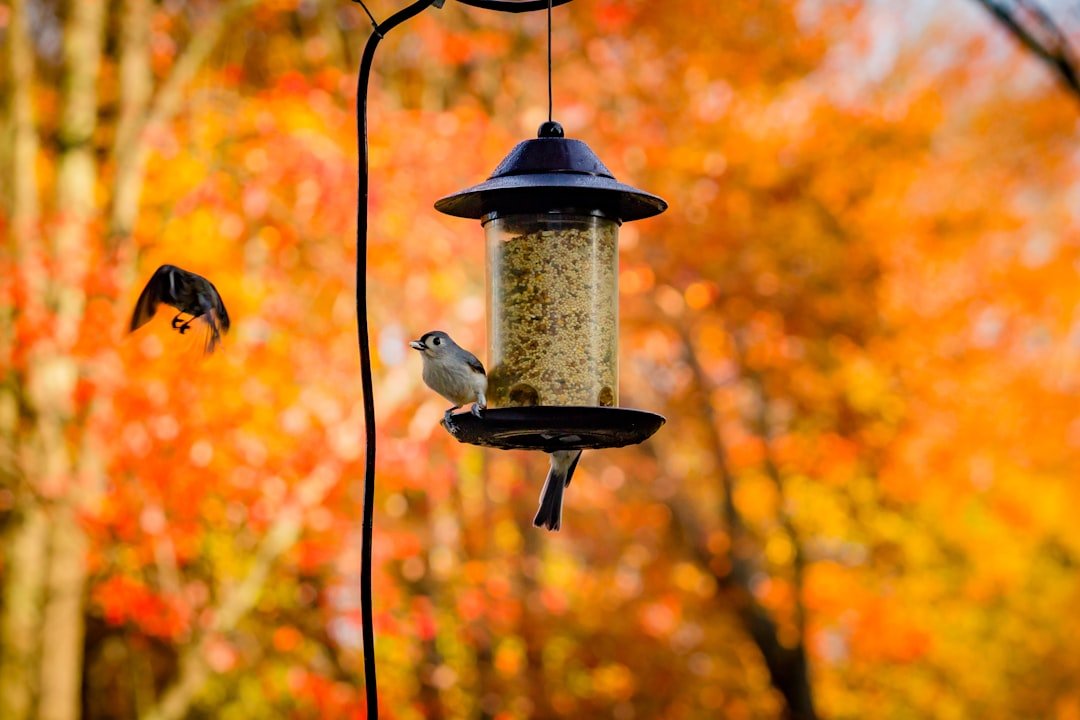 Feeder Refresh: Essential Fall Cleaning for a Healthy Flock