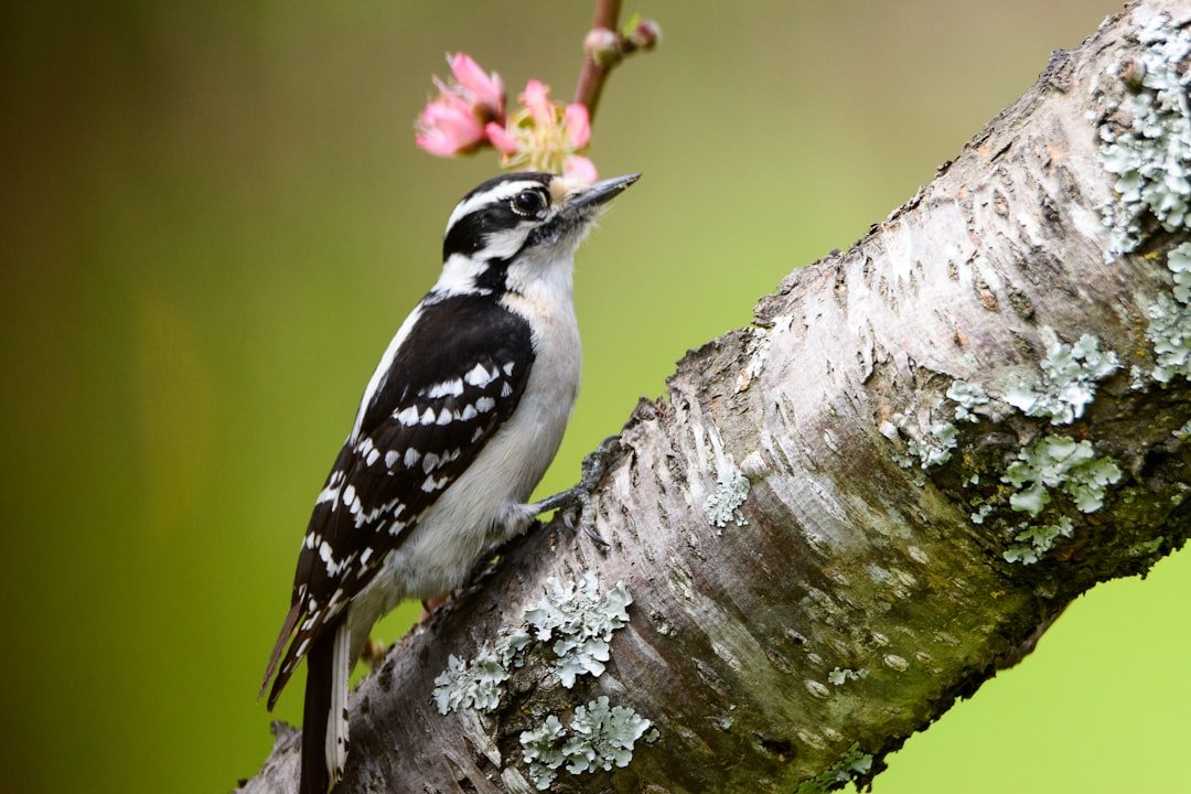 Spotlight on the Downy Woodpecker: Attracting These Tiny Tree Climbers