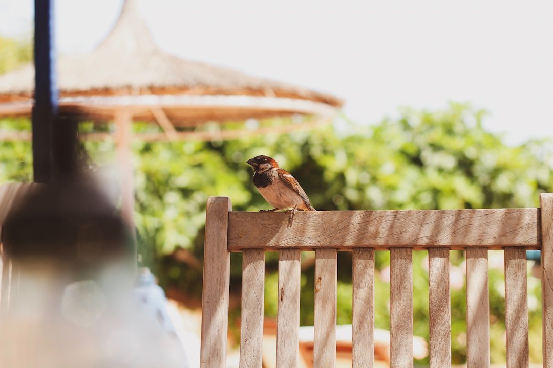 The Best Bird Feeders for Apartment Balconies and Small Spaces