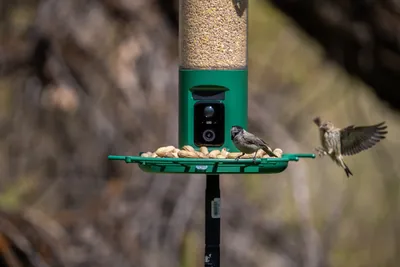 Pre-Order - BF27 High Seed Capacity Dual Camera Feeder