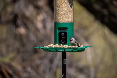 Pre-Order - BF27 High Seed Capacity Dual Camera Feeder